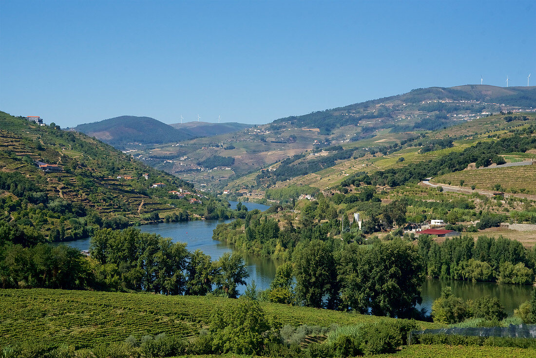 Weinanbau am Douro mit Blick auf den Douro flussabwärts, Nordportugal, Portugal