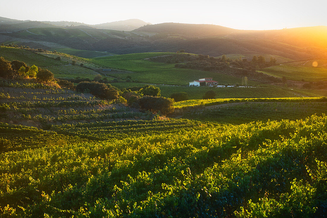 View over vineyards above the Douro at sunset, vineyards, northern Portugal, Portugal
