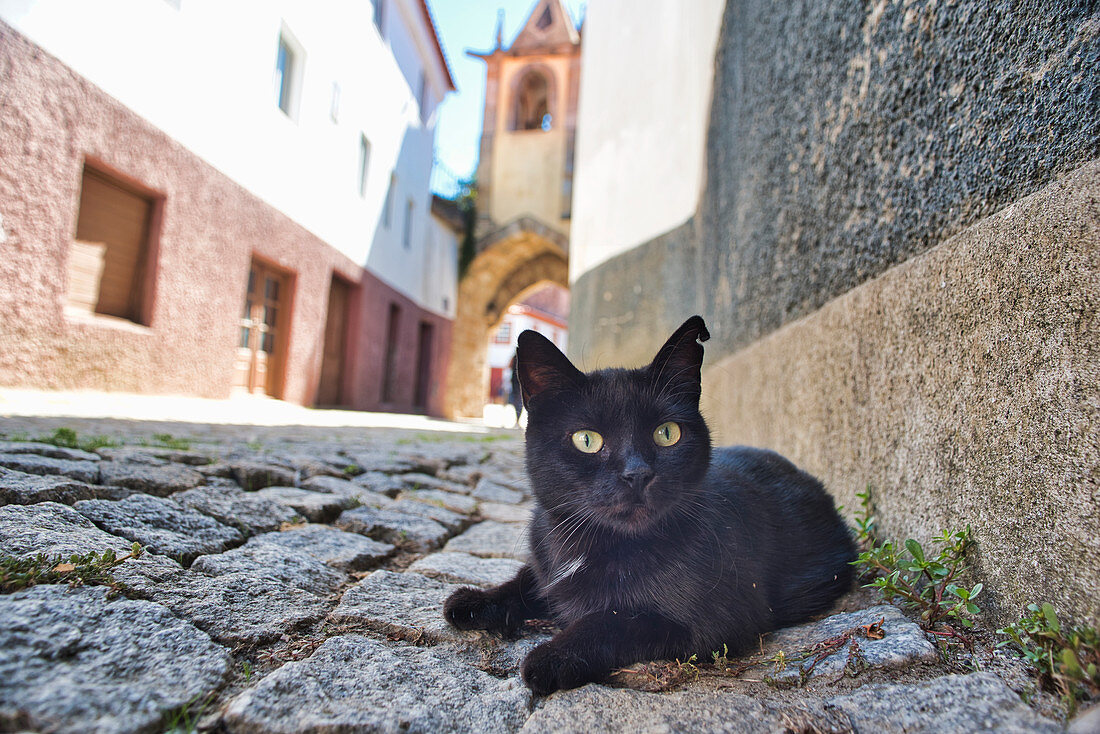 Schwarze Katze auf Pflastersteinen vor Glockenturm, Torre do Relógio an der Praça da República, Sao Joao de Pesqueira, Portugal,