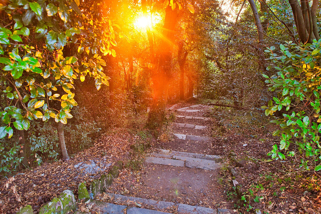 Waldweg bei Sonnenuntergang am Palace Hotel do Buçaco, Nationalpark Buçaco, Beiras, Zentralportugal, Portugal