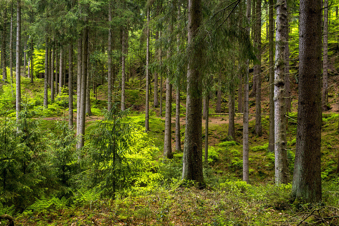 Nadelbäume im Silberbachtal, Teutoburger Wald, Nordrhein-Westfalen, Deutschland