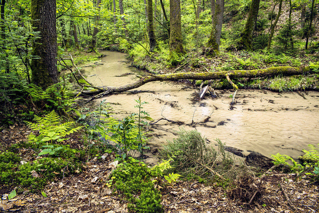 In Furlbachtal, Teutoburg Forest, North Rhine-Westphalia, Germany