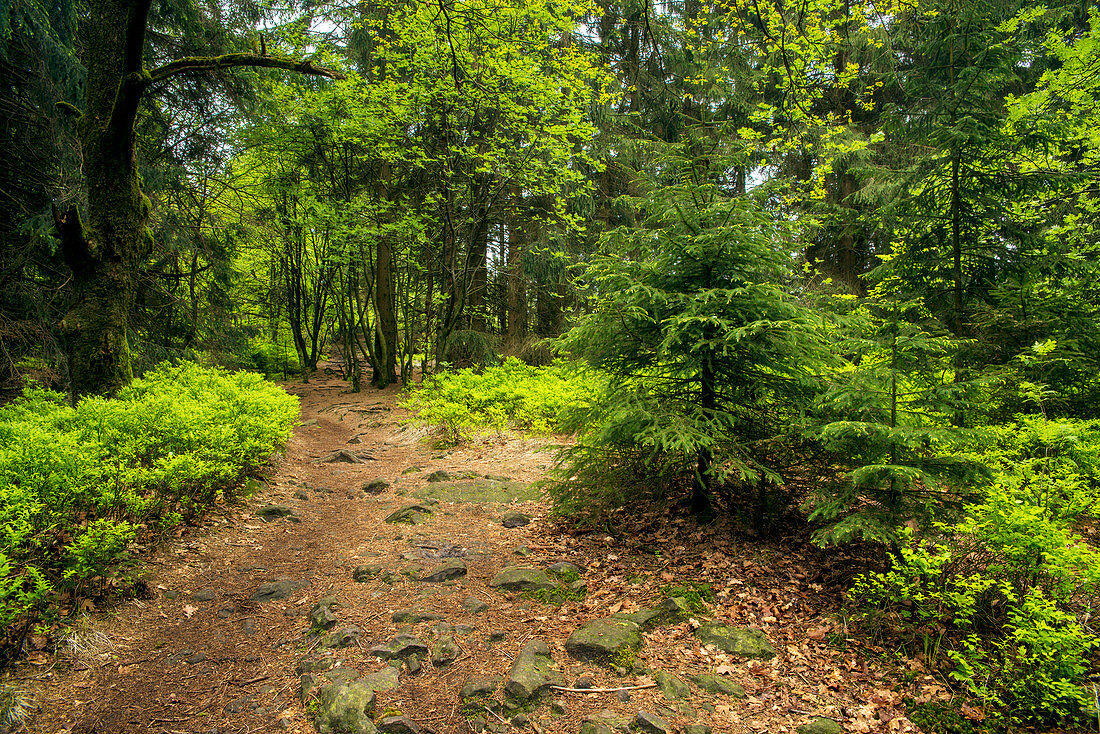 Path in Silberbachtal, Teutoburg Forest, North Rhine-Westphalia, Germany