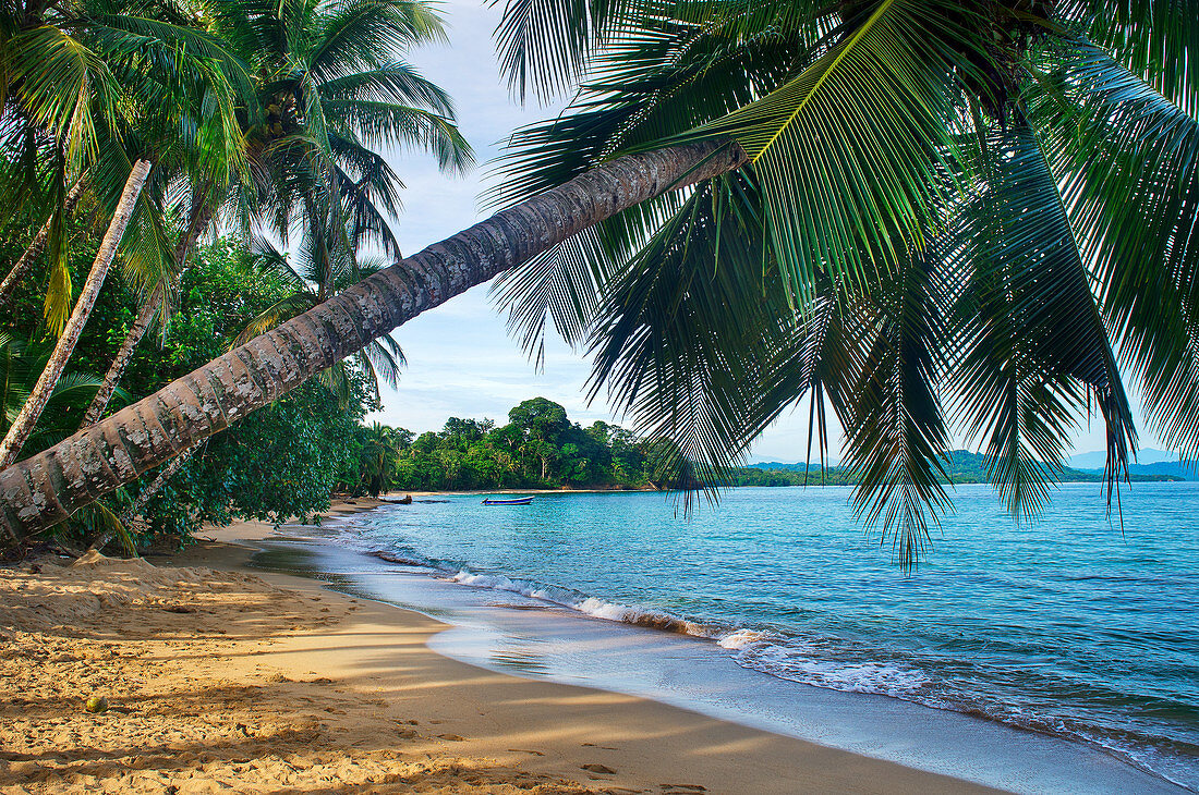 Palmen am Strand von Manzanillo, Costa Rica