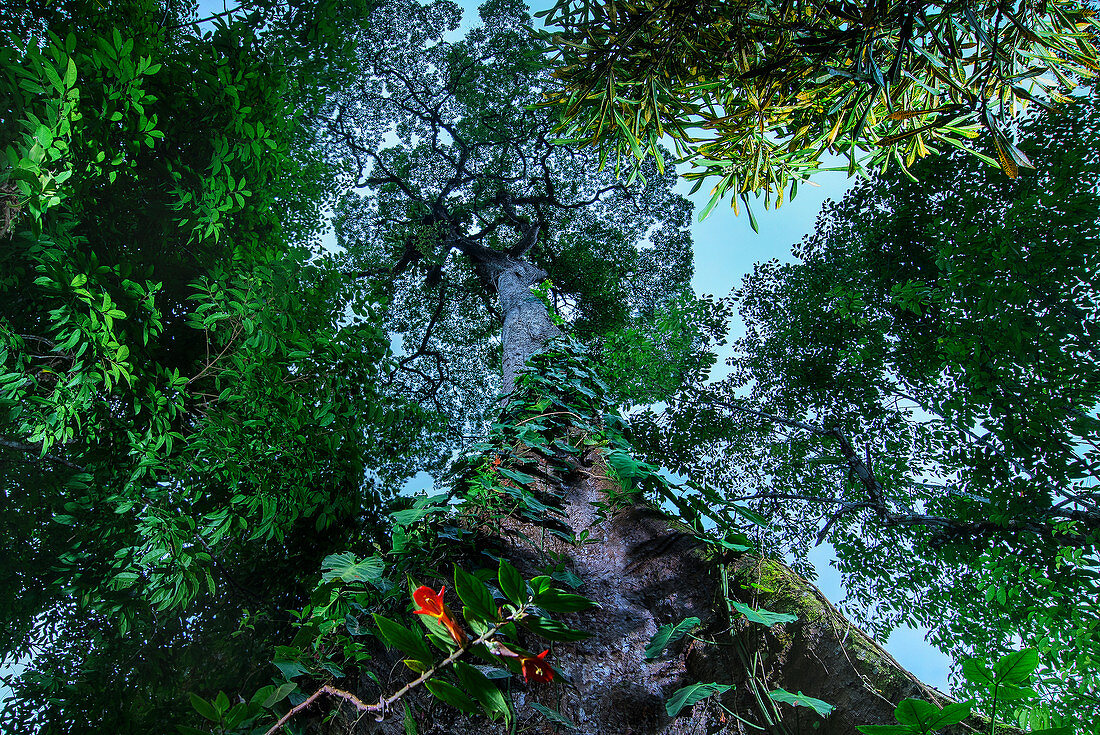 Riesiger Baum im Regenwald Manzanillo, Gandoca National Park, Costa Rica