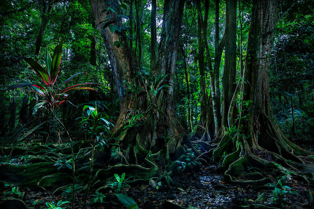 Costa Rica Rainforest Manzanillo Gandoca National Park