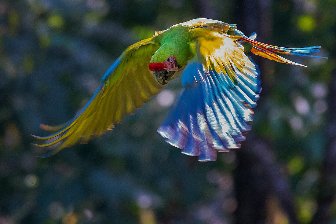 Fliegender Keilschwanzsittich im Regenwald Manzanillo, Nationalpark Gandoca, Costa Rica