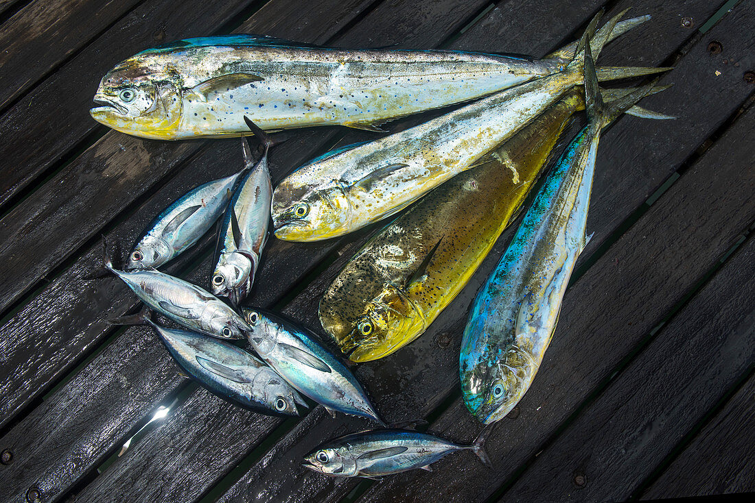 Fang des Tages, Fischen auf Aruba