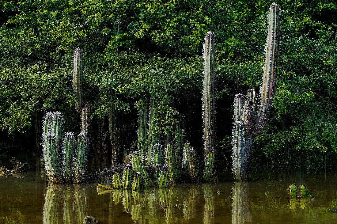 Bonaire cactuses in water