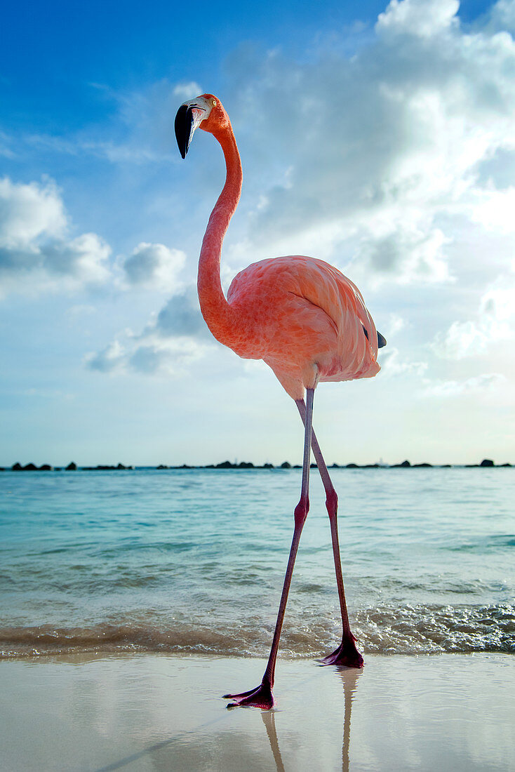 Flamingo posiert am Flamingo Beach von Aruba