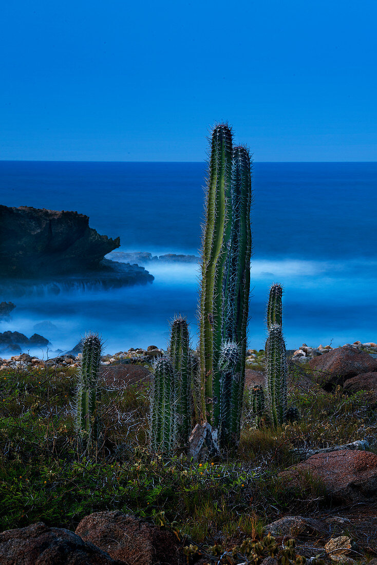 Aruba Cactuses Dämmerung