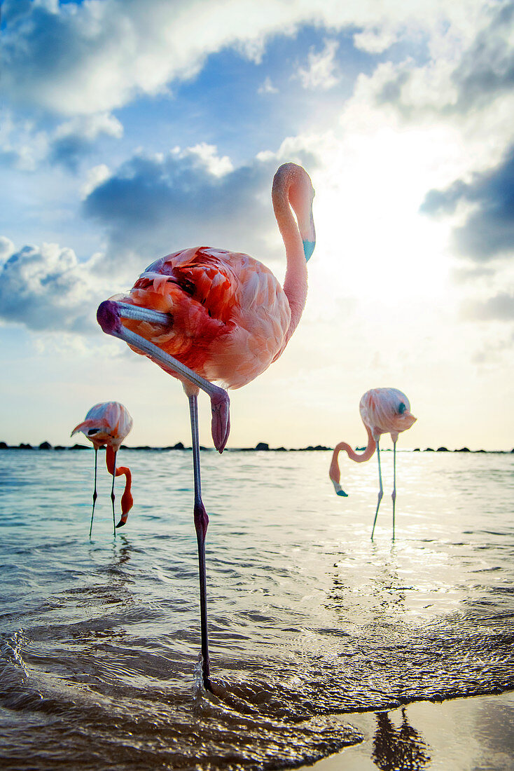 Flamingos am Flamingo Beach von Aruba