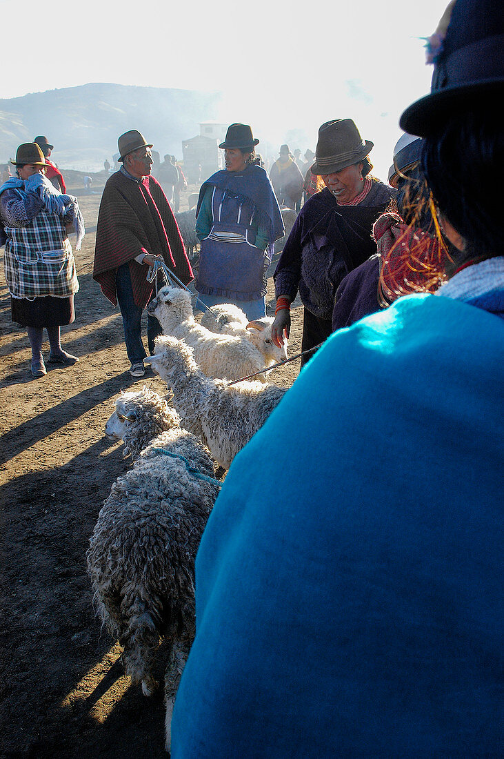 Indios mit Schafen auf dem traditionellen Markt in Guamote, Ecuador