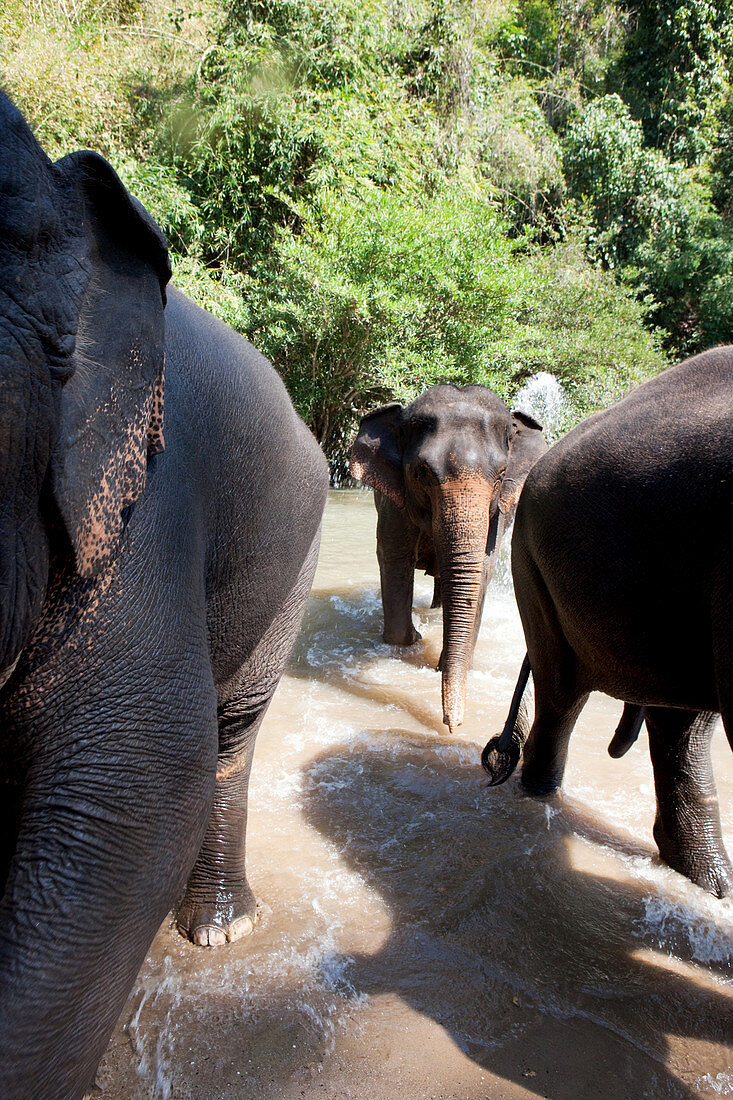 Elefanten Trekking, Mae Sa, Chiang Mai, Thailand