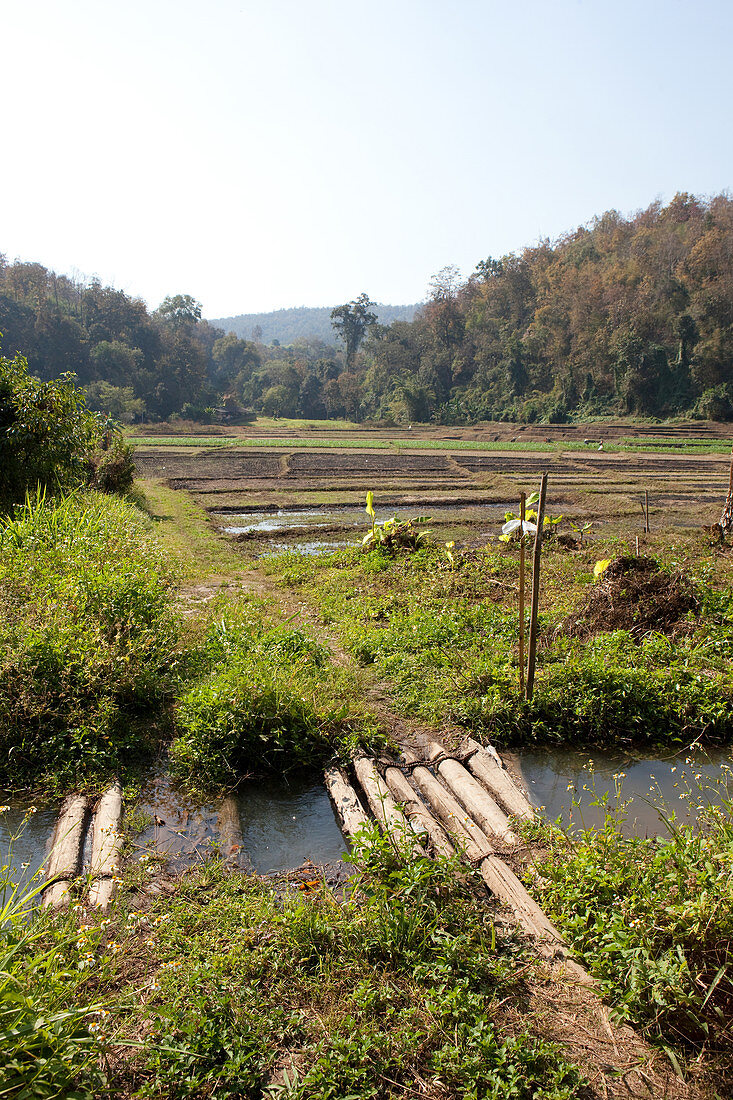 Reisfelder, Mae Sa, Chiang Mai, Thailand