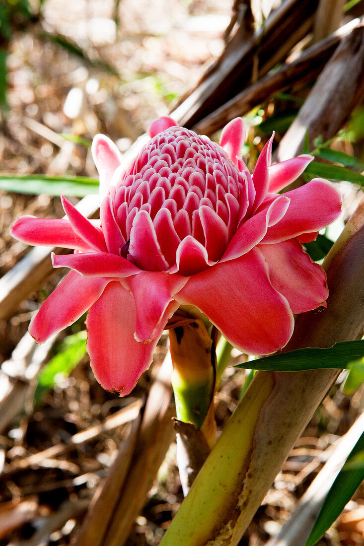 Fackelingwer Blüte im Dschungel, Chiang Mai, Thailand