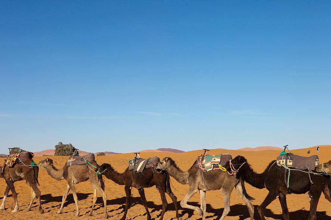 Camel trekking in the Erg Chebbi desert, Erg Chebbi, Merzouga, Errachidia, Morocco