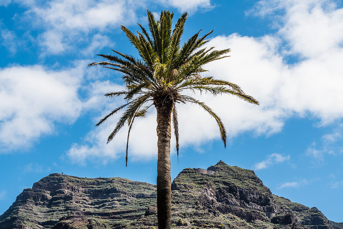 Palme vor der steilen Westküste im "Tal des großen Königs", Valle Gran Rey, La Gomera, Kanarische Inseln,