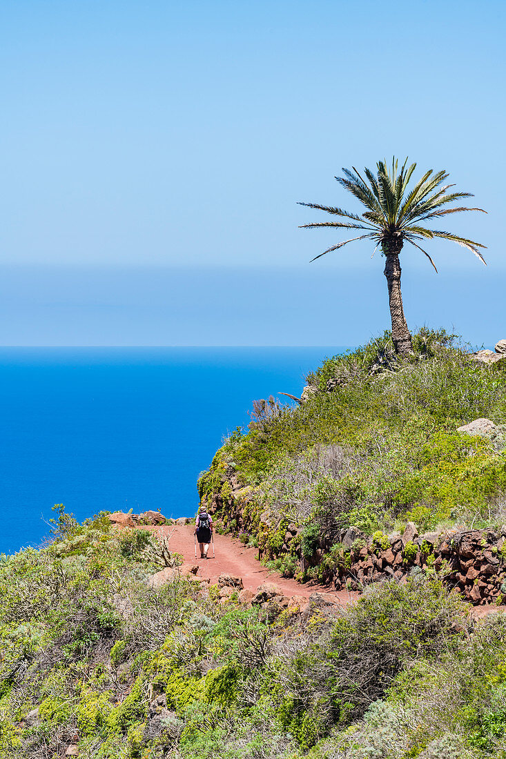 A hiker in Garajonay National Park overlooking the Atlantic Ocean, Agulo, La Gomera, Canary Islands, Spain