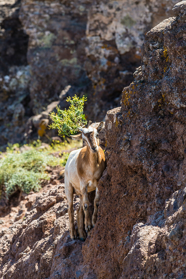 Eine Ziege klettert im Gebirge des Nationalpark Garajonay, Valle Gran Rey, La Gomera, Kanarische Inseln, Spanien