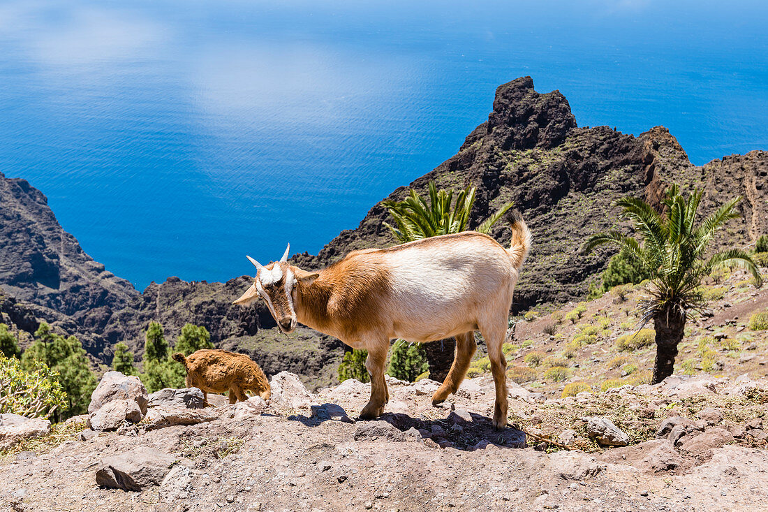 Goats climb in the mountains of Garajonay National Park overlooking the Atlantic Ocean, Valle Gran Rey, La Gomera, Canary Islands, Spain