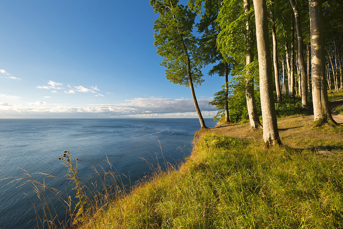 Buchenwald oberhalb der Kreidefelsen, Nationalpark Jasmund, Rügen, Ostsee, Mecklenburg-Vorpommern