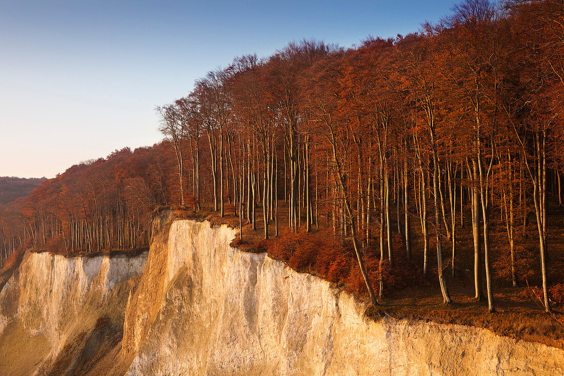 Buchenwald above the chalk cliffs, Jasmund National Park, Rügen, Baltic Sea, Mecklenburg-Vorpommern, Germany