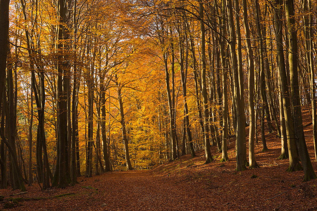 Buchenwald oberhalb der Kreidefelsen, Nationalpark Jasmund, Rügen, Ostsee, Mecklenburg-Vorpommern