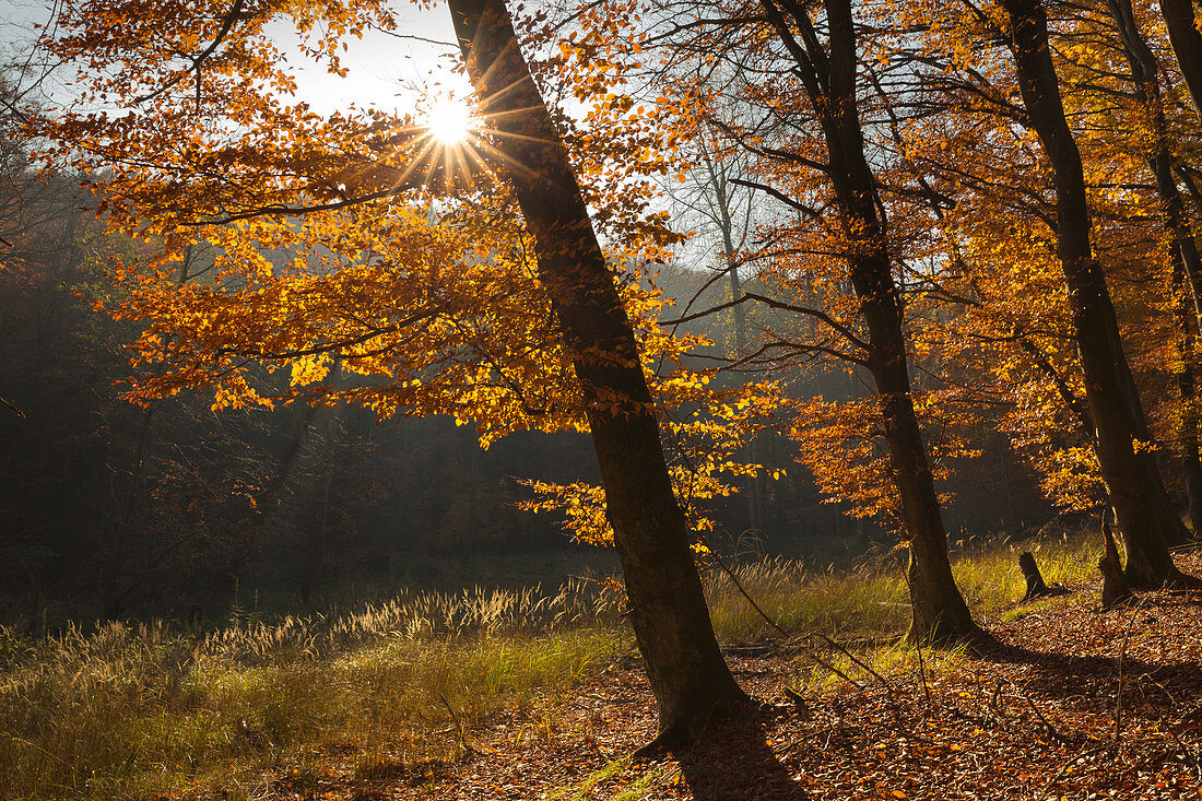 Buchenwald oberhalb der Kreidefelsen, Nationalpark Jasmund, Rügen, Ostsee, Mecklenburg-Vorpommern