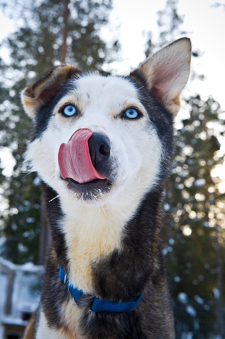 Nahaufnahme eines Huskies, Schlittenhund im Winter, Norwegen