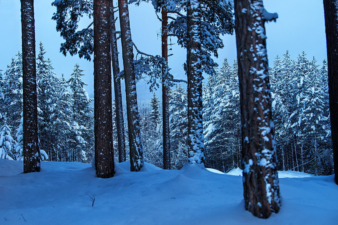 Verschneiter Winterwald bei Heggenes, Norwegen