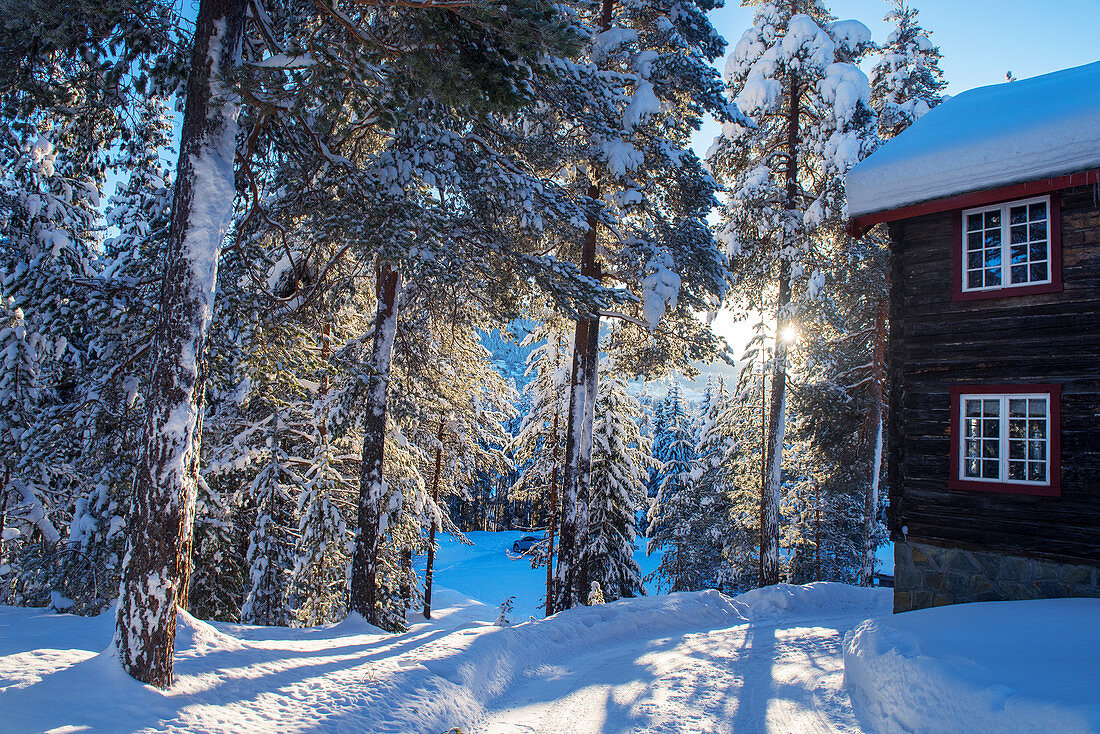 Norway, winter,  Sunrise,Heggenes,surroundings Hotel Herangtunet,  Boutique Hotel, pinetrees