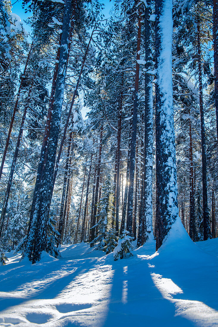 Norway, winter,  Heggenes,surroundings Hotel Herangtunet,  Boutique Hotel, pinetree forrest, sunrays, 