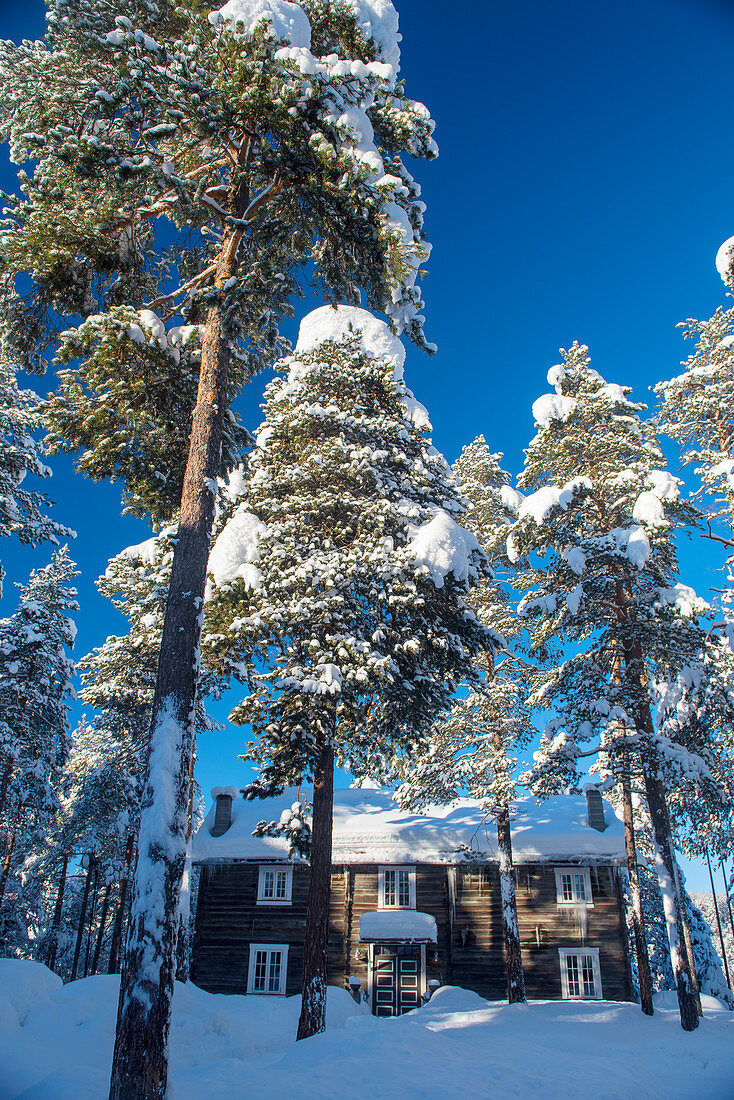 Winterlicher Pinienwald mit Holzhaus bei Sonnenschein, Heggenes, Norwegen