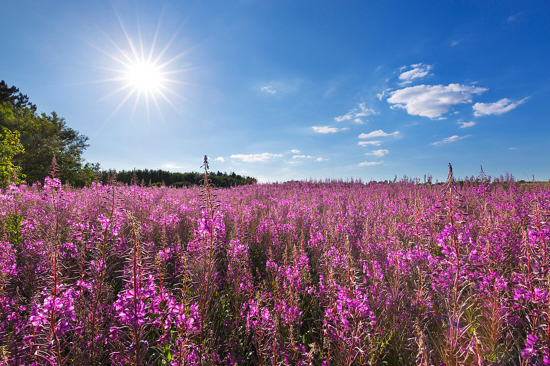 Willowherb on a meadow, Amrum, North Sea, Schleswig-Holstein, Germany