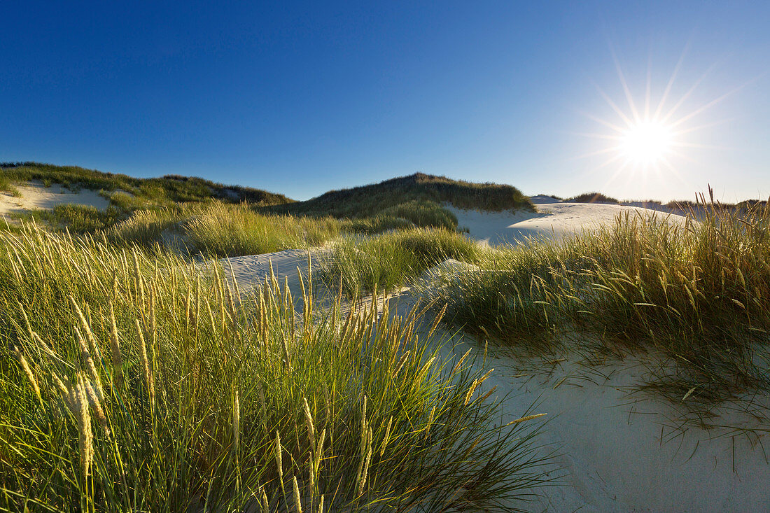 Marram grass in the dunes, Amrum, North Sea, Schleswig-Holstein, Germany