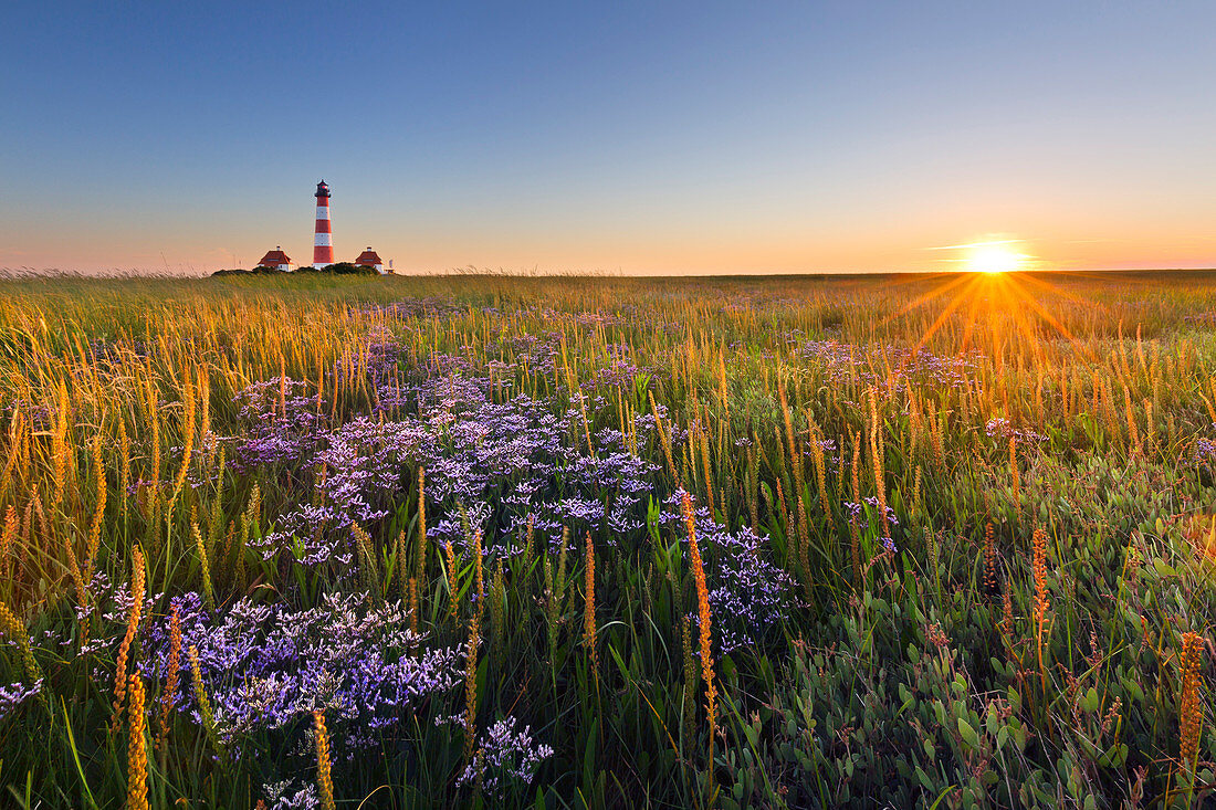 Salt marshes at the lighthouse Westerhever, North Sea, Schleswig-Holstein, Germany