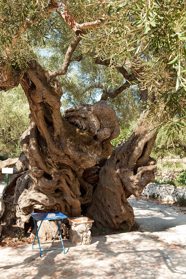 Uralter Olivenbaum im Dorf Exo Hora, Zakynthos, Ionische Inseln, Griechenland