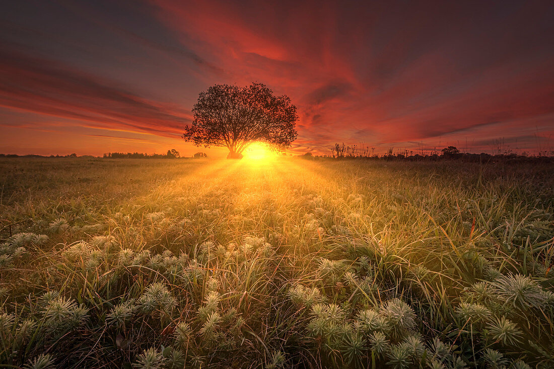 Silhouette eines Baumes vor leuchtendem Morgenrot in Bayern