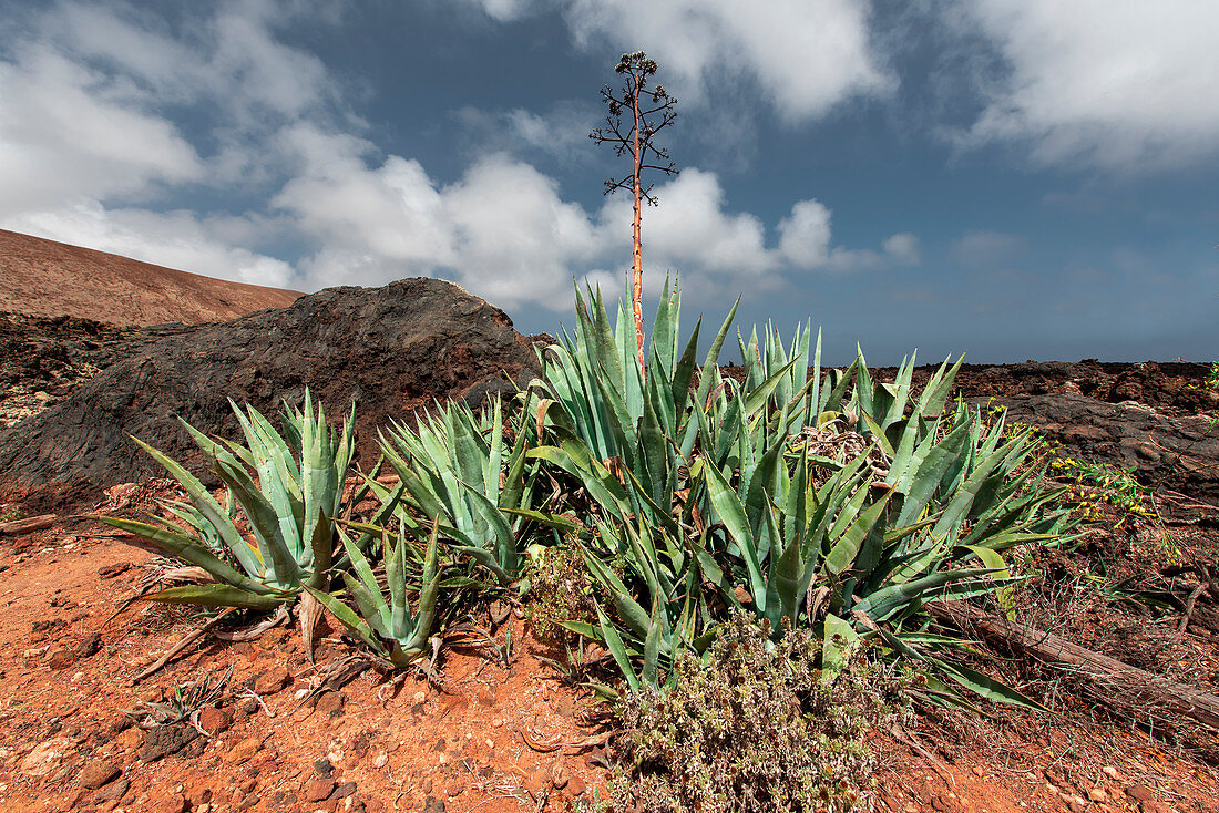 Caldera Blanca Wanderung zum größten Vulkankrater auf Lanzarote am Rande des Timanfaya Nationalparks, 458m Höhe, Krater 1200m Durchmesser, Lanzarote, Kanaren, Spanien, Europa