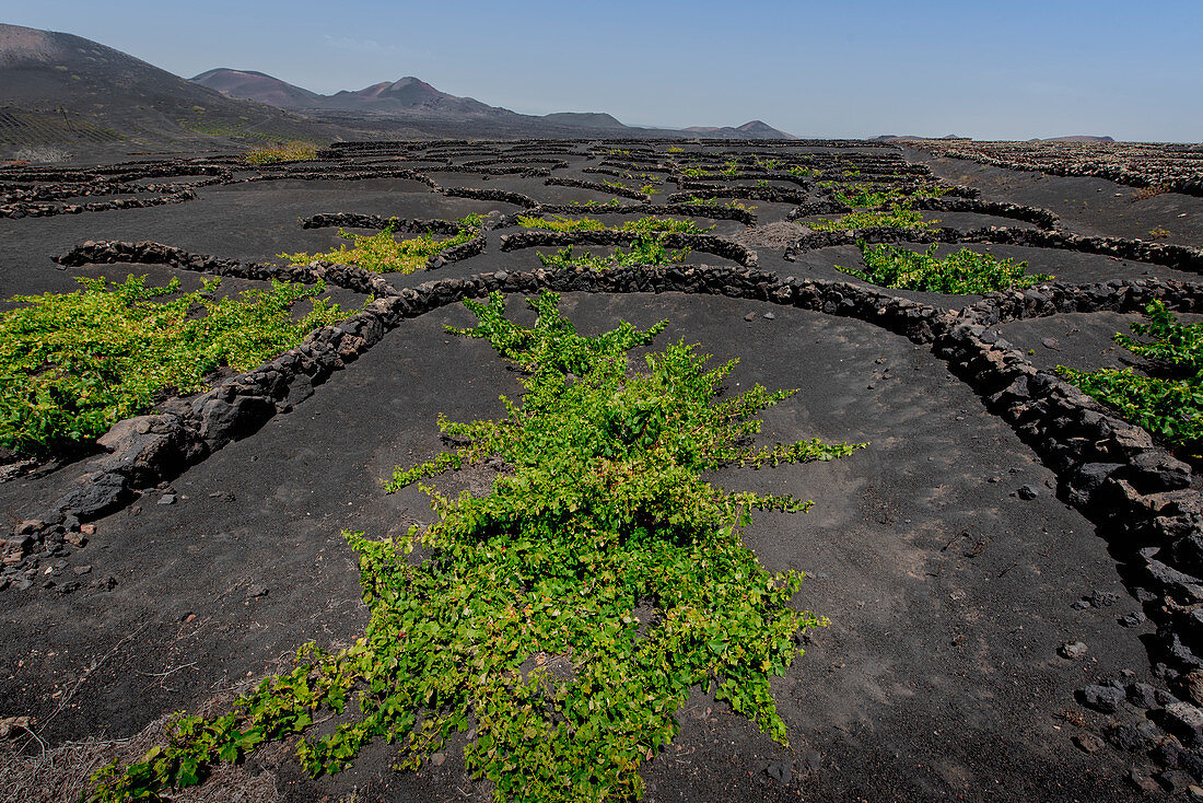Weinberge von La Geria auf Vulkanasche, Lanzarote, Kanarische Inseln, Spanien