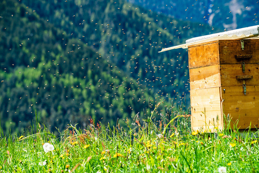 Bienenstock in den Dolomiten, Italien