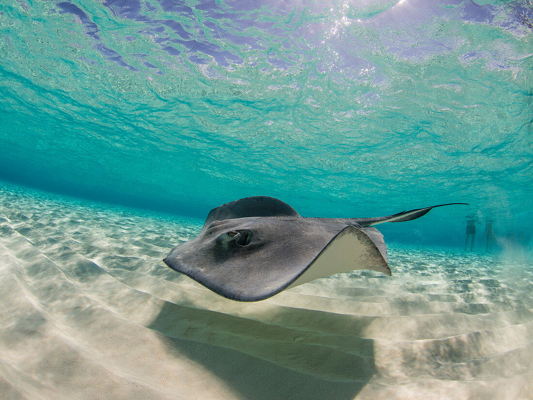 Stechrochen unter Wasser, Stingray City, Grand Cayman, Cayman Islands schwimmt