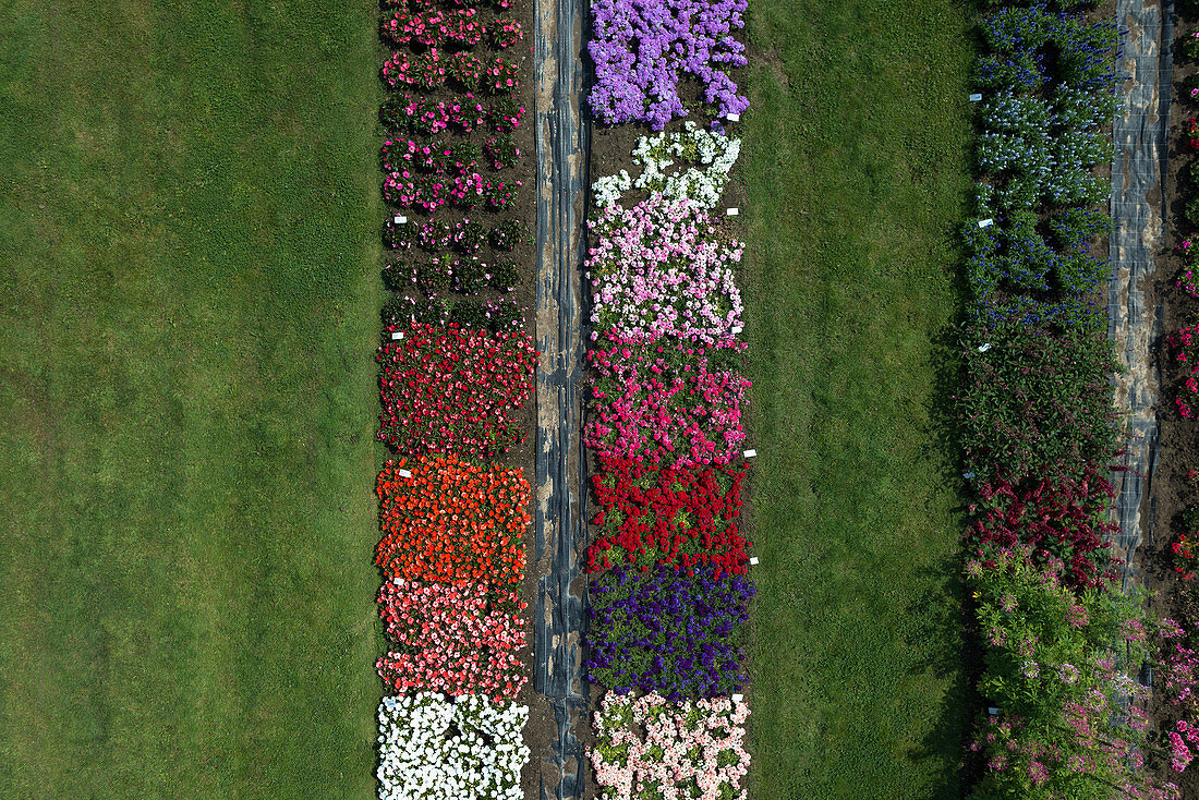 Aerial view experimental flower crops, Hohenheim, Baden-Wuerttemberg, Germany