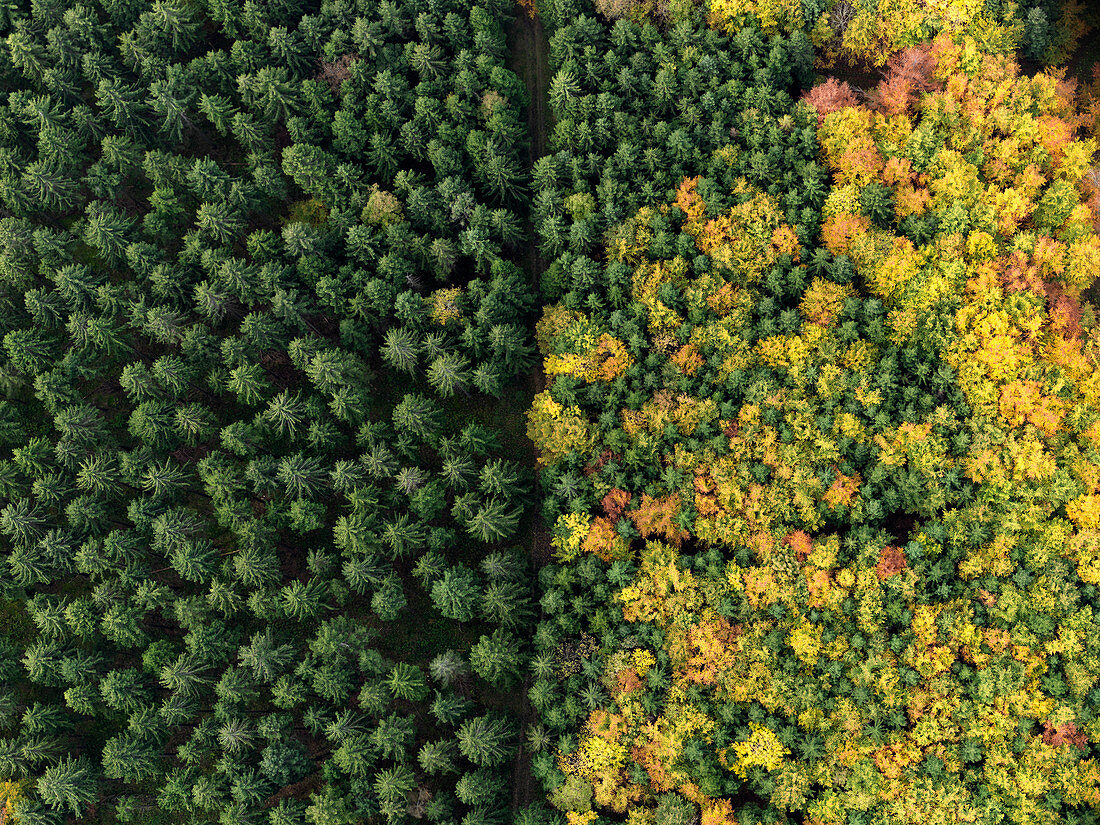 Aerial view green treetops turning color in autumn, Donaueschingen, Baden-Wuerttemberg, Germany