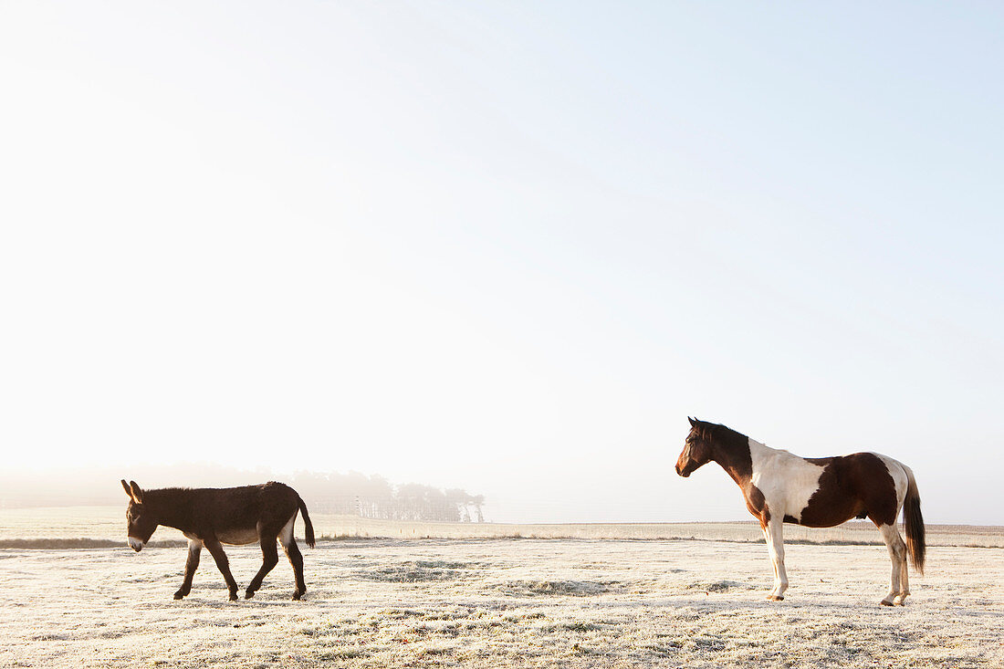 Pferd und Esel auf sonnigem Winterfeld