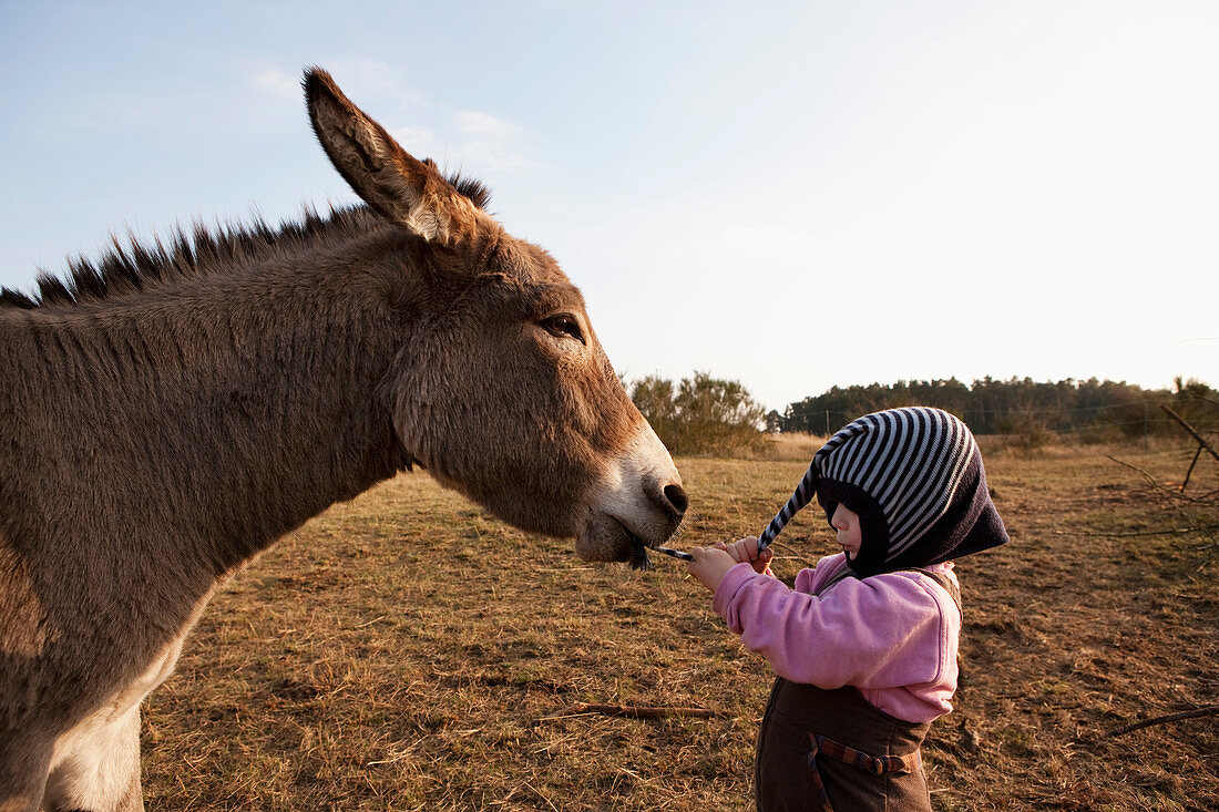 Donkey pulling hat on cute girl