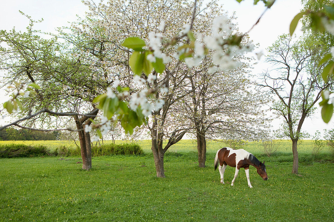 Brown and white horse grazing in idyllic, spring field