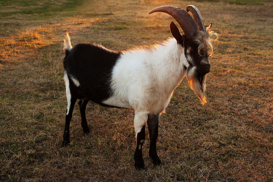 Bearded goat on farm