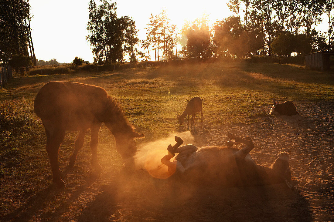 Playful donkeys rolling around in dirt